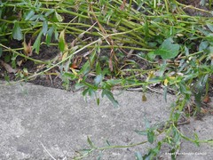 Leucanthemum × superbum