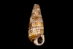 Cerithiopsidae