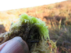 Sphagnum denticulatum