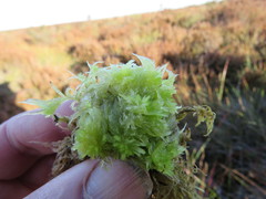 Sphagnum denticulatum