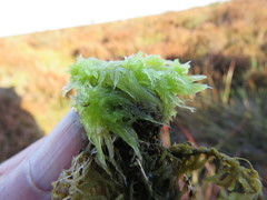 Sphagnum denticulatum