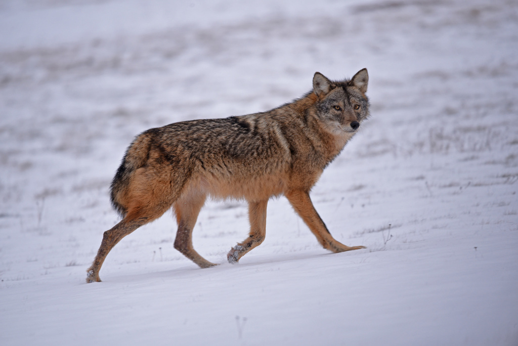 Coyote walking across open snow, Fundy-St. Martins, New Brunswick
