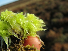 Sphagnum denticulatum