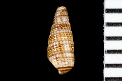 Cerithiopsidae