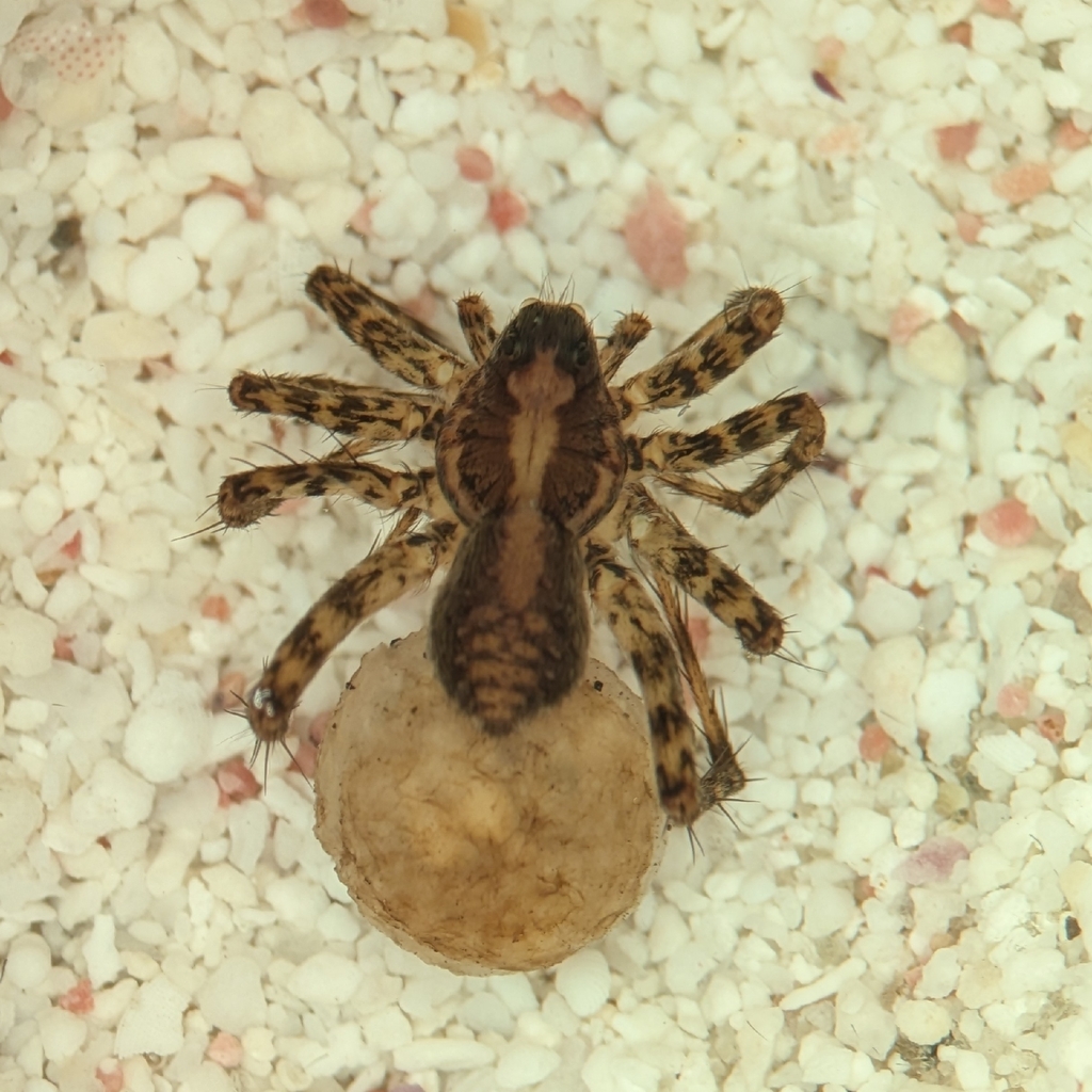 Pardosa tesquorum