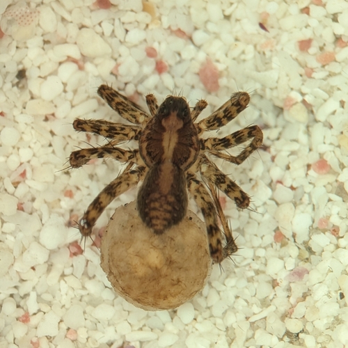 Pardosa tesquorum