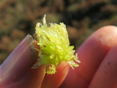 Sphagnum denticulatum