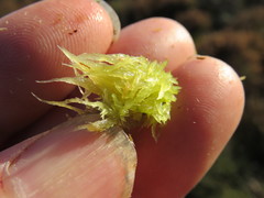 Sphagnum denticulatum