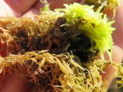 Sphagnum denticulatum