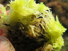 Sphagnum denticulatum