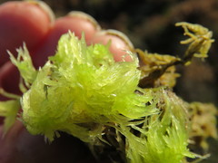 Sphagnum denticulatum