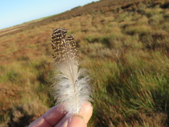 Lagopus lagopus scotica