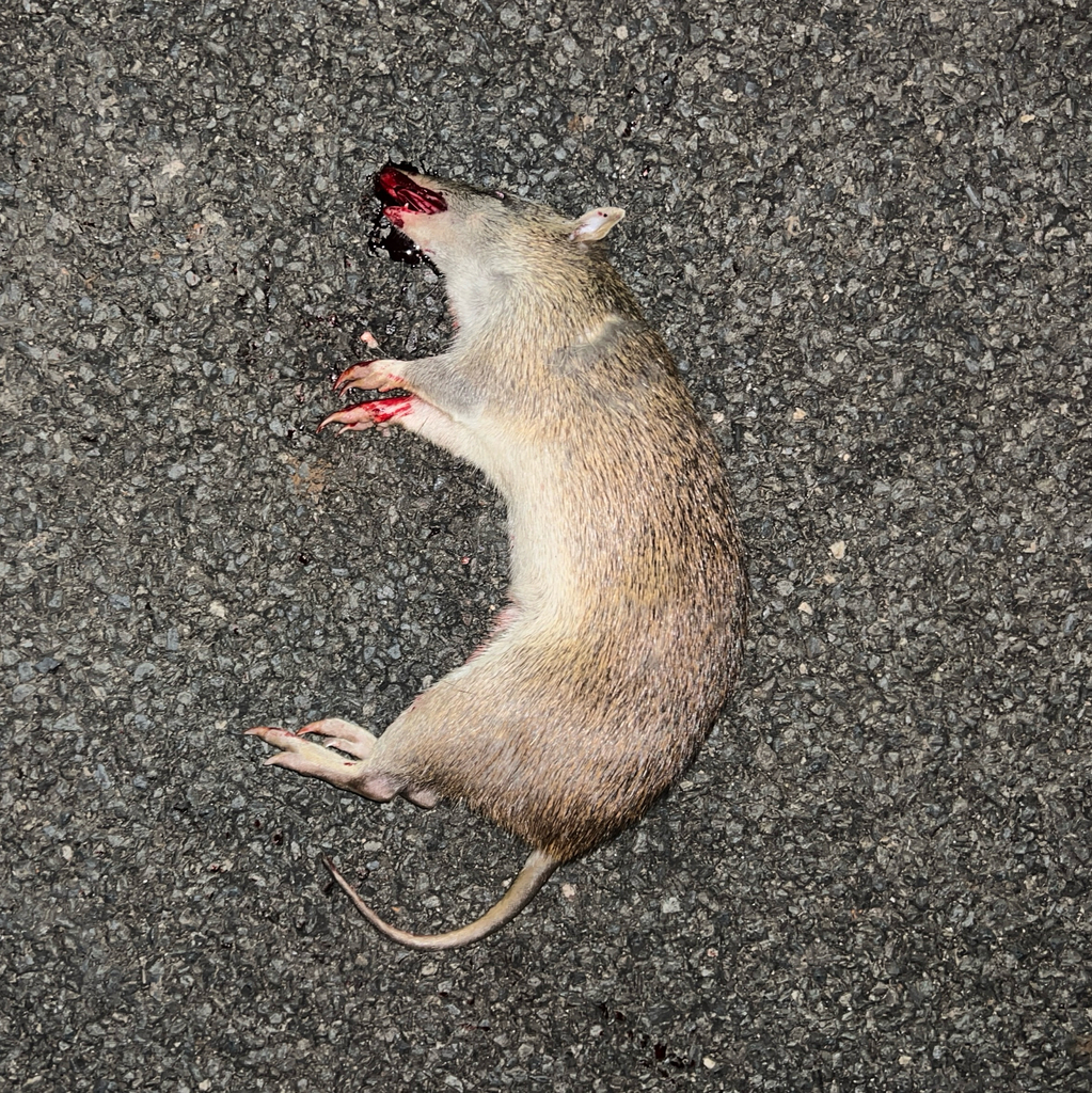 Northern Brown Bandicoot