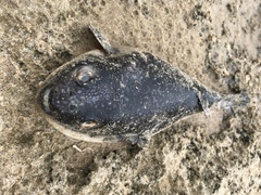 Amblyrhynchote honckenii