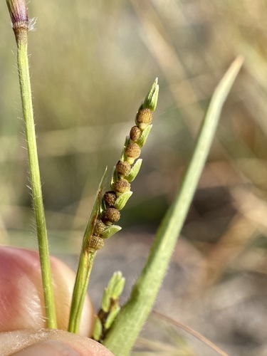 Pitscale Grass (Hackelochloa granularis)