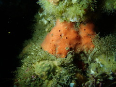 Dragmacidon mexicanum