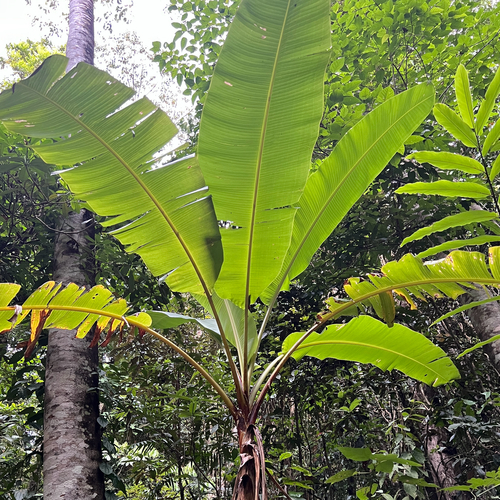 Musa banksii, photograph 2
