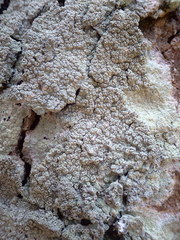 Pertusaria hymenea