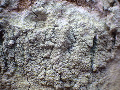 Pertusaria hymenea