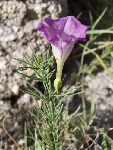 Ipomoea capillacea, photograph 5