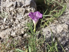 Ipomoea capillacea, photograph (c) Sue Carnahan, some rights reserved (CC BY)