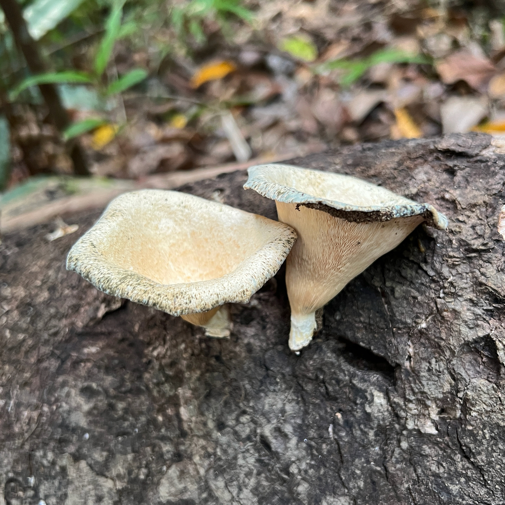 Lentinus sajor-caju · November 2025 · photo: © douch (iNaturalist, cc-by-sa)