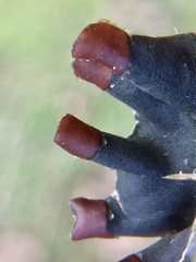 Peltigera didactyla