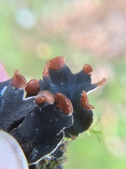 Peltigera didactyla