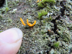 Calocera furcata