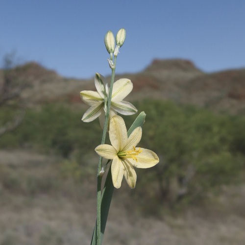 Torrey's craglily (Echeandia flavescens)