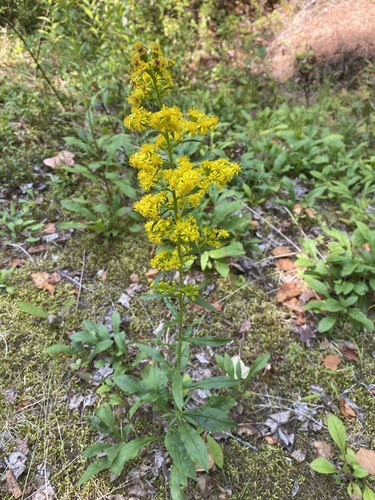 Downy Goldenrod (Solidago puberula)