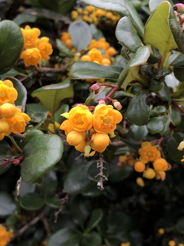 Berberis engleriana