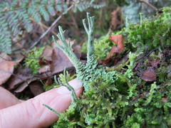 Cladonia polydactyla