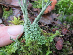 Cladonia polydactyla
