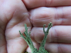 Cladonia polydactyla