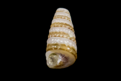 Triphora catalinensis image