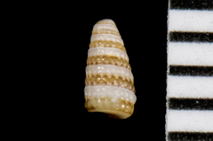 Triphora catalinensis