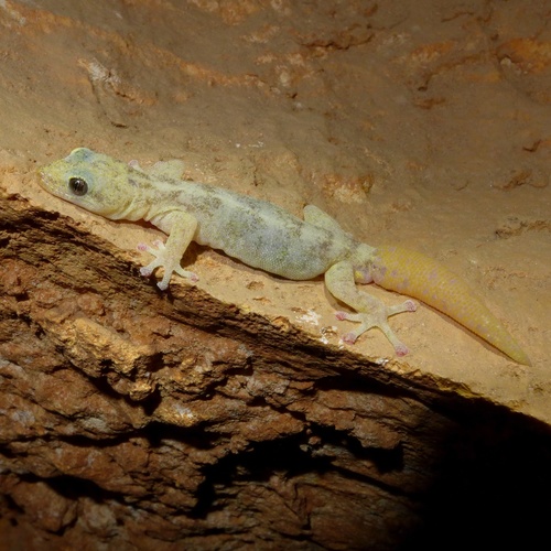 European Leaf-toed Gecko, Grotta di Sa Oche, photo 8 of 10