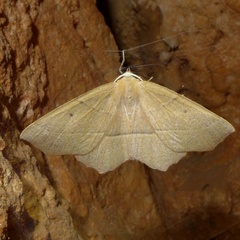 Gerinia honoraria