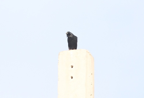 Spotless Starling