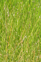 Eleocharis macrostachya