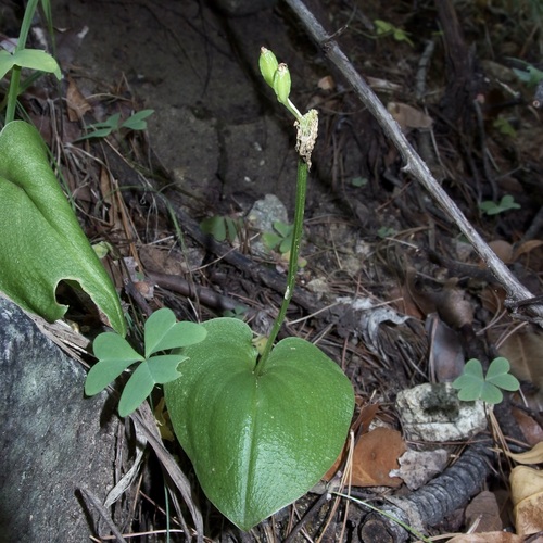 Huachuca Mountain adder's-mouth orchid (Malaxis corymbosa)
