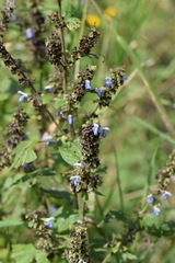 Salvia xalapensis