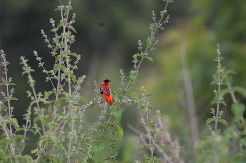 Northern Red Bishop