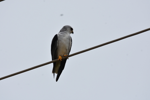 Black-winged Kite