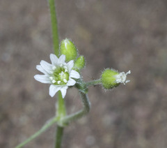 Cerastium texanum