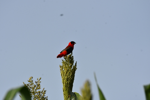 Northern Red Bishop