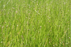Eleocharis macrostachya