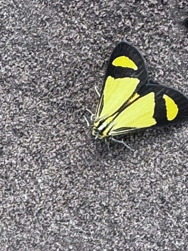 Myonia, 2025-11-27