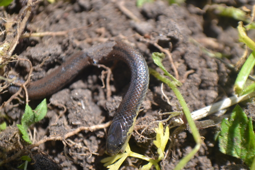Photo of a Werner's Ground Snake (Atractus werneri)